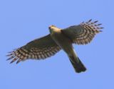 Sperwer - Eurasian Sparrowhawk