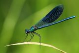 Weidebeekjuffer - Banded Demoiselle