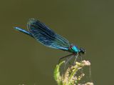 Weidebeekjuffer - Banded Demoiselle
