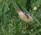 Woudaap - Little Bittern