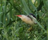 Woudaap - Little Bittern
