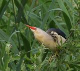 Woudaap - Little Bittern
