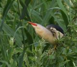Woudaap - Little Bittern