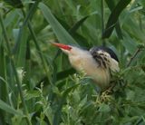 Woudaap - Little Bittern