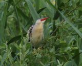 Woudaap - Little Bittern