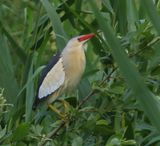 Woudaap - Little Bittern