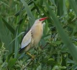 Woudaap - Little Bittern