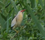 Woudaap - Little Bittern