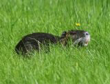 Beverrat - Nutria