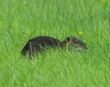 Beverrat - Nutria