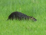 Beverrat - Nutria