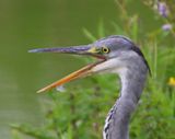 Blauwe Reiger - Grey Heron
