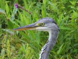 Blauwe Reiger - Grey Heron