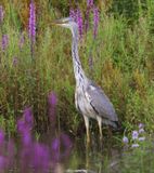 Blauwe Reiger - Grey Heron