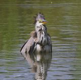 Blauwe Reiger - Grey Heron