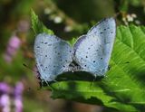 Boomblauwtjes - Holly Blues