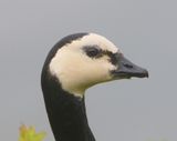 Brandgans - Barnacle Goose