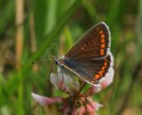 Bruin Blauwtje - Brown Argus