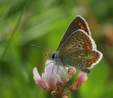 Bruin Blauwtje - Brown Argus