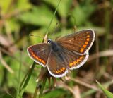 Bruin Blauwtje - Brown Argus