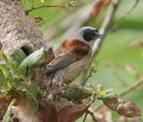 Buidelmees - Eurasian Penduline Tit