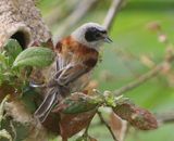 Buidelmees - Eurasian Penduline Tit