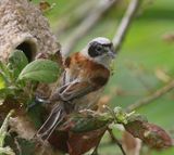 Buidelmees - Eurasian Penduline Tit