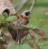 Buidelmees - Eurasian Penduline Tit