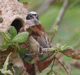 Buidelmees - Eurasian Penduline Tit