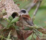 Buidelmees - Eurasian Penduline Tit