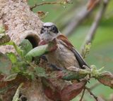 Buidelmees - Eurasian Penduline Tit