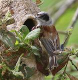 Buidelmees - Eurasian Penduline Tit