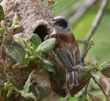 Buidelmees - Eurasian Penduline Tit
