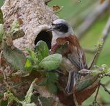 Buidelmees - Eurasian Penduline Tit