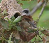 Buidelmees - Eurasian Penduline Tit