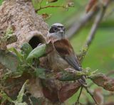 Buidelmees - Eurasian Penduline Tit