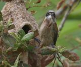 Buidelmees - Eurasian Penduline Tit