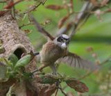 Buidelmees - Eurasian Penduline Tit