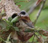 Buidelmees - Eurasian Penduline Tit