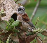 Buidelmees - Eurasian Penduline Tit