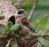 Buidelmees - Eurasian Penduline Tit