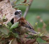 Buidelmees - Eurasian Penduline Tit