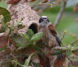 Buidelmees - Eurasian Penduline Tit