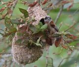 Buidelmees - Eurasian Penduline Tit