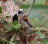 Buidelmees - Eurasian Penduline Tit