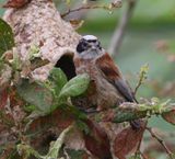 Buidelmees - Eurasian Penduline Tit