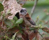 Buidelmees - Eurasian Penduline Tit