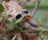 Buidelmees - Eurasian Penduline Tit