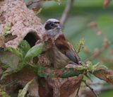 Buidelmees - Eurasian Penduline Tit