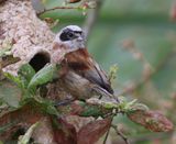 Buidelmees - Eurasian Penduline Tit